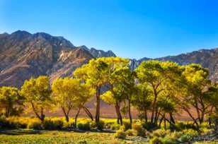 Olancha cottonwoods-0146 Olancha cottonwoods-0146